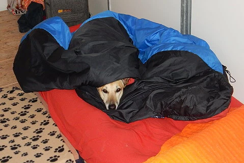Unsicherer Hund zeigt Beschwichtigungssignale und wirkt angespannt