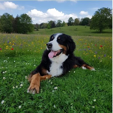 Hund sitzt ruhig neben seiner Halterin und wartet geduldig