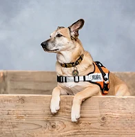 Hundetrainerin bespricht sich mit Hundebesitzer im Wohnzimmer, der Hund liegt entspannt dabei