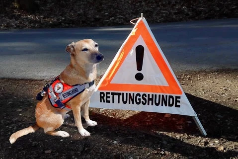 Rettungshund sucht im Wald nach einer versteckten Person während eines Trainings
