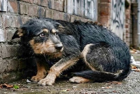 Ängstlicher Hund lernt mit seiner Halterin in ruhiger Umgebung neue Situationen kennen