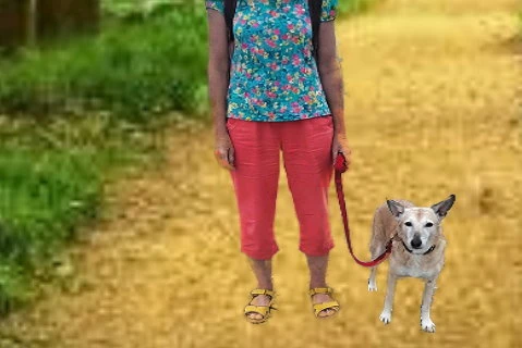 Hund geht entspannt an lockerer Leine neben seinem Halter