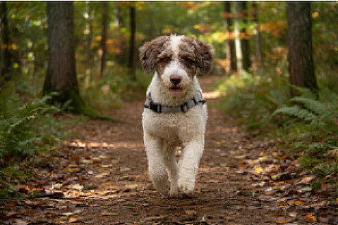 Hund läuft auf Rückruf fröhlich zu seiner Halterin über eine Wiese