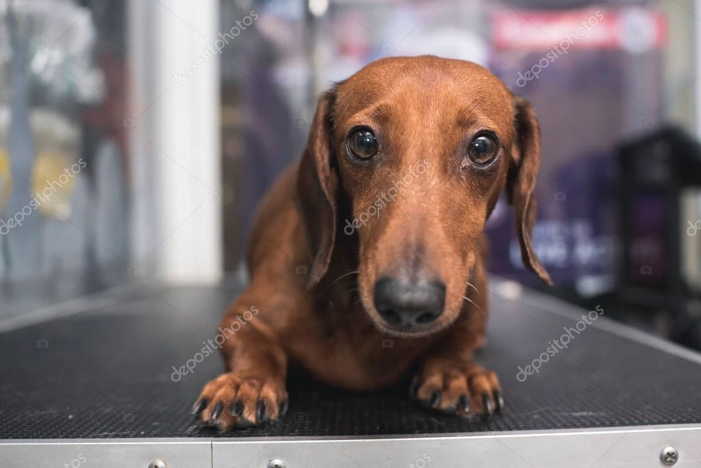 Unsicherer Hund wird von seiner Halterin beruhigt, Hundetrainer erklärt ruhig das weitere Vorgehen