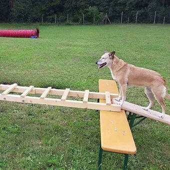 Leiter Training Eine Übung die nicht jeder können muss